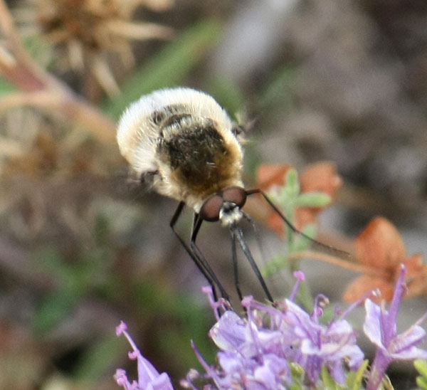 Bombylius